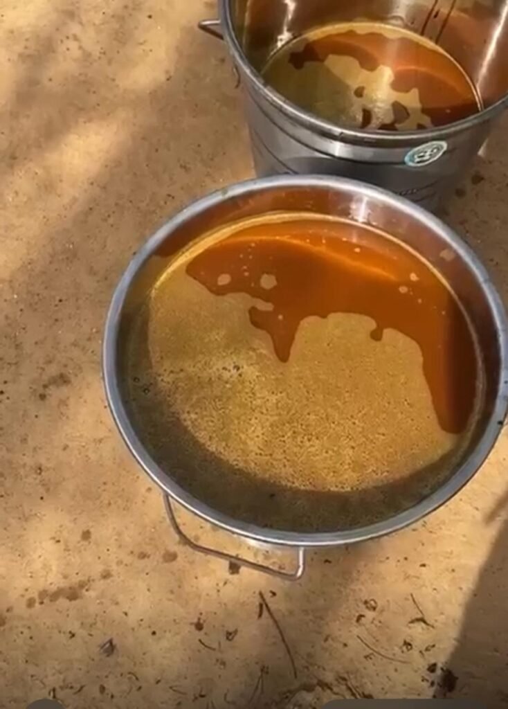 aloe yellow sap harvested