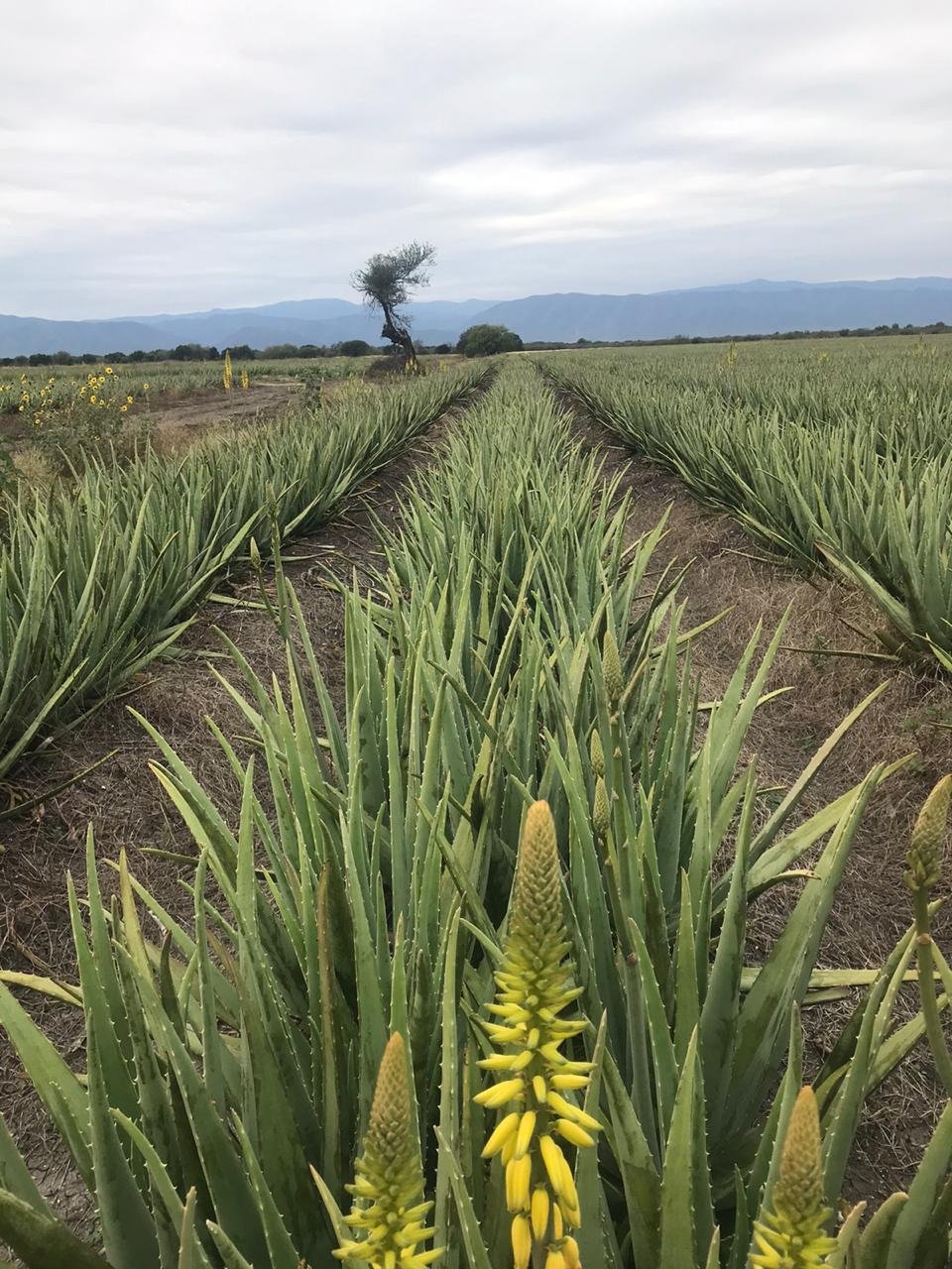 aloe vera